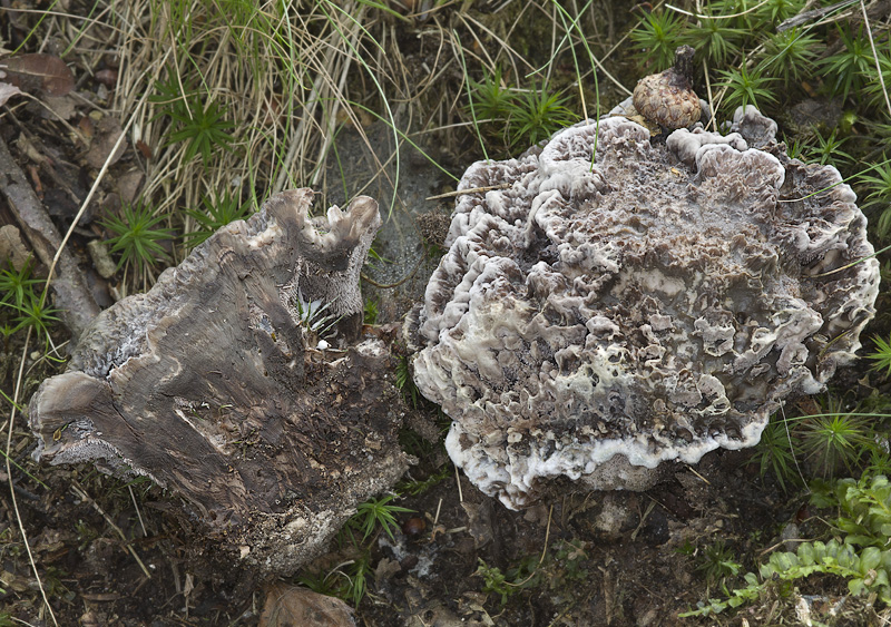 Phellodon confluens